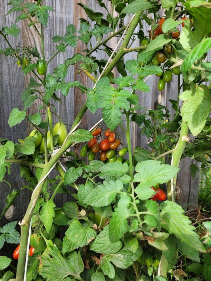 Agroturystyka Kaszuby Villagehome Borzytuchom 外观 照片